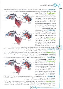 شکل دستگاه لنفی